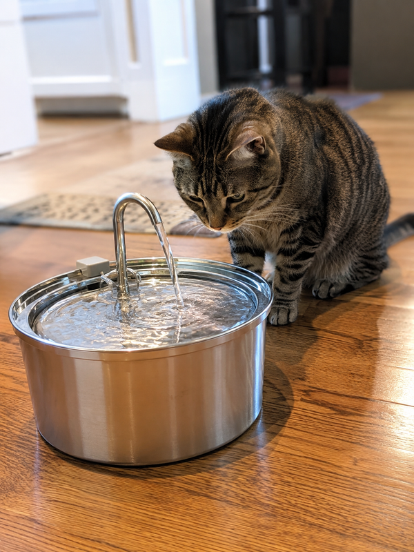 Chat tigré curieux qui s'approche d'une fontaine à eau en acier inoxydable posée sur un parquet en bois