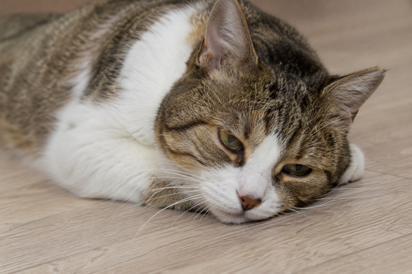Chat allongé sur un parquet, l'air fatigué et apathique, signe possible de déshydratation